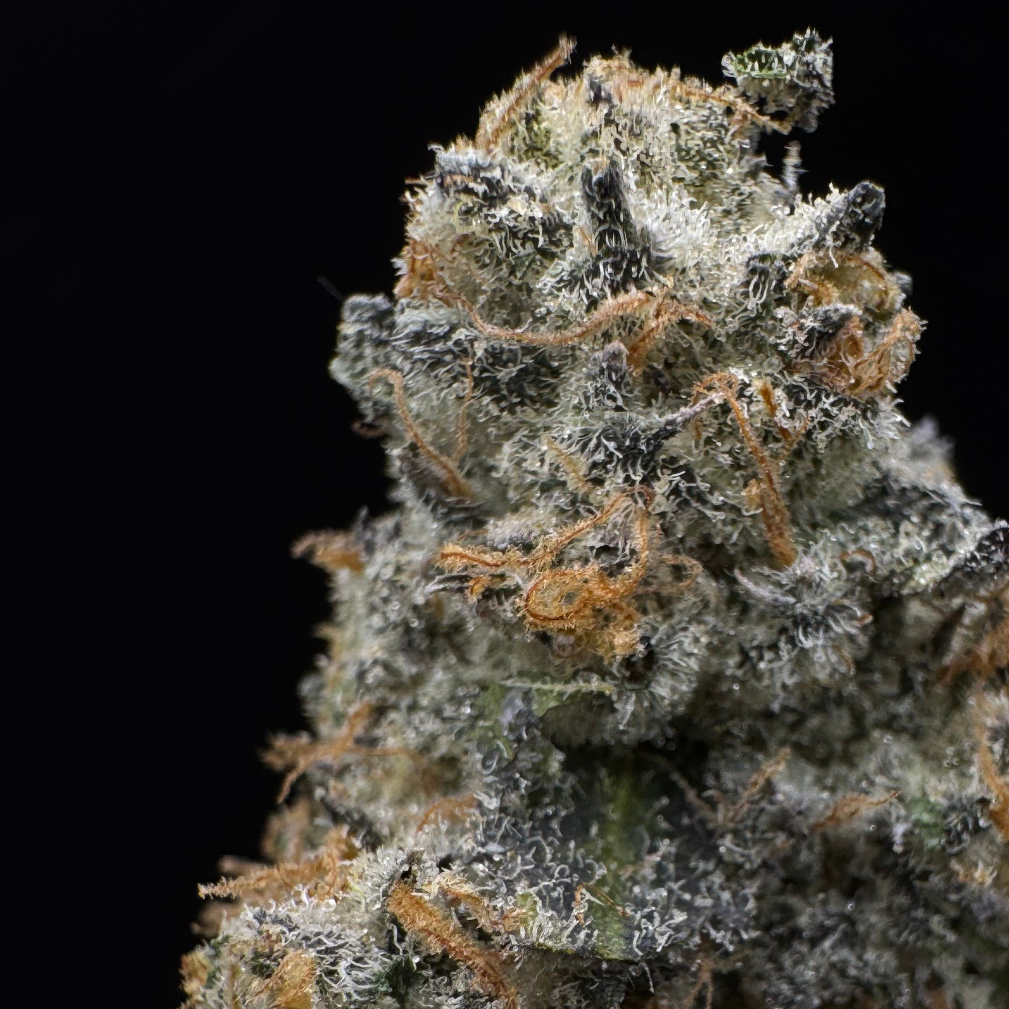 Deep Creek Gardens: Frosted Churro
