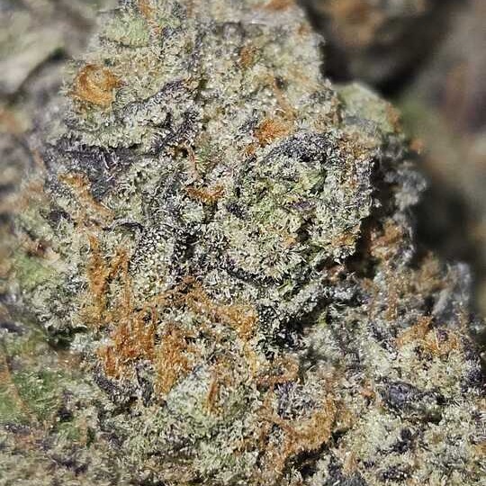Wicked Kind: P85 By Wicked Kind