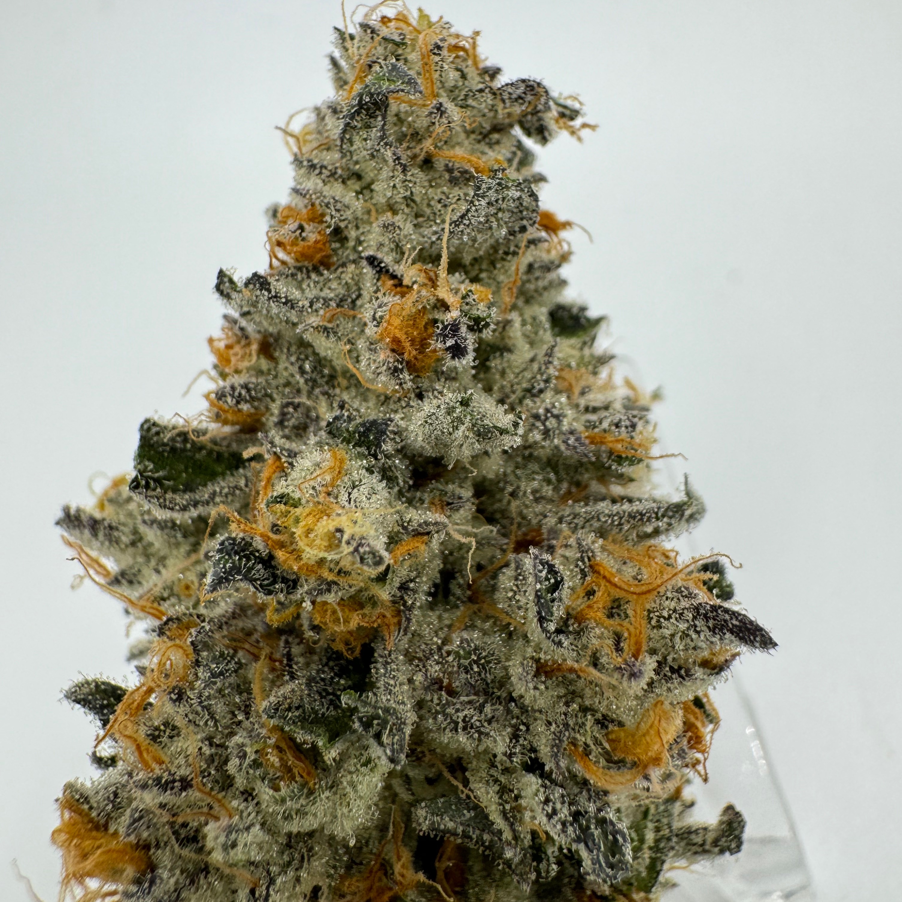 Urban Canna: Dirty Bananas