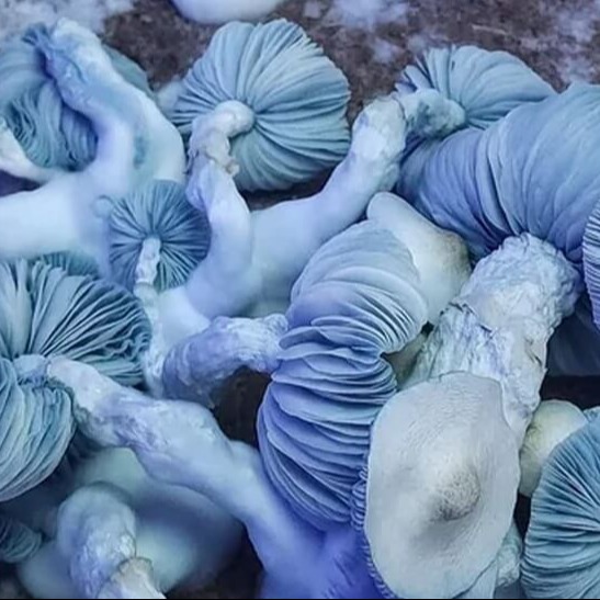 アモーンラット　spore grown 大サイズ　青白い　綺麗 アモーンラット spore grown 大サイズ 青白い 綺麗 アモーンラット