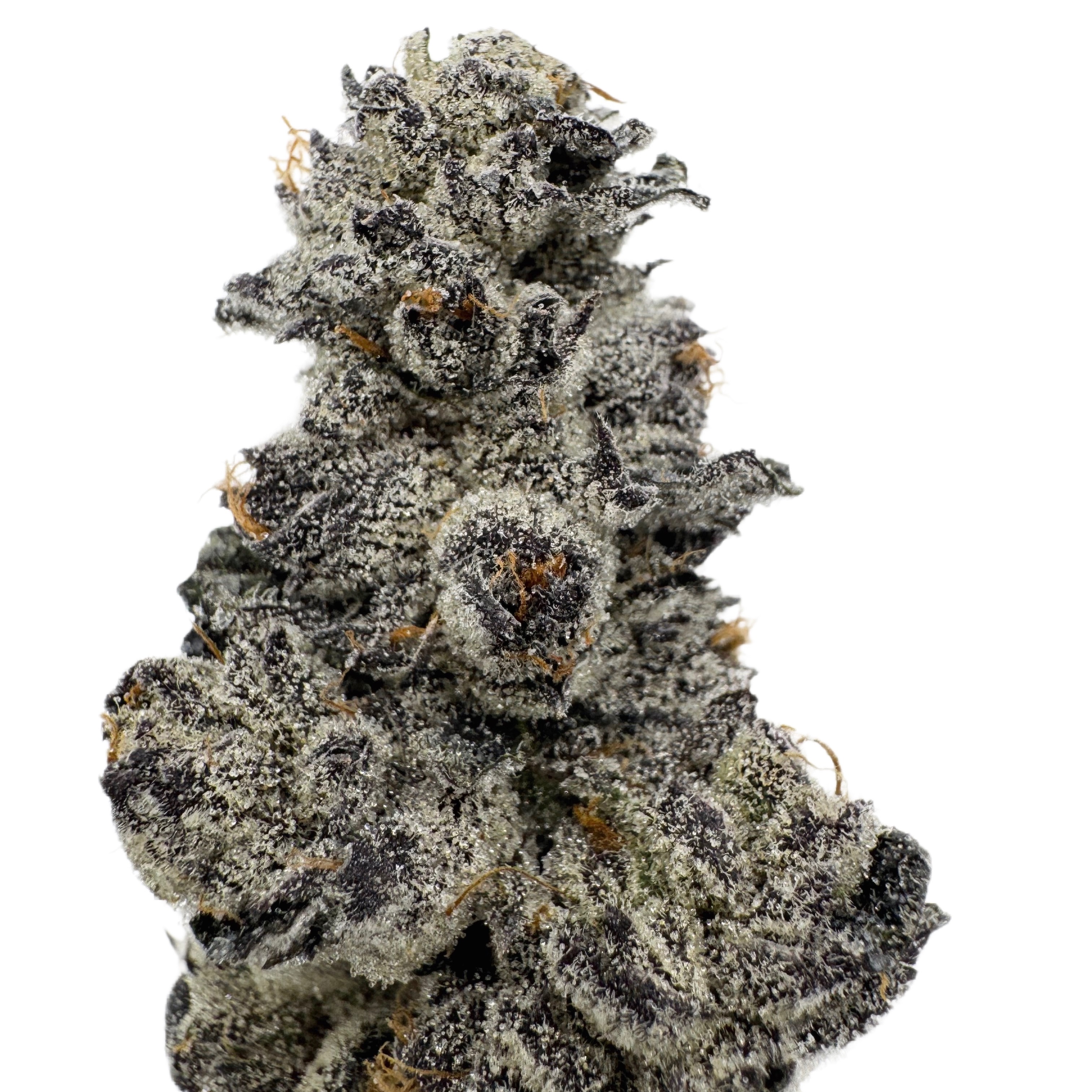 Urban Canna: Frosted Sherb