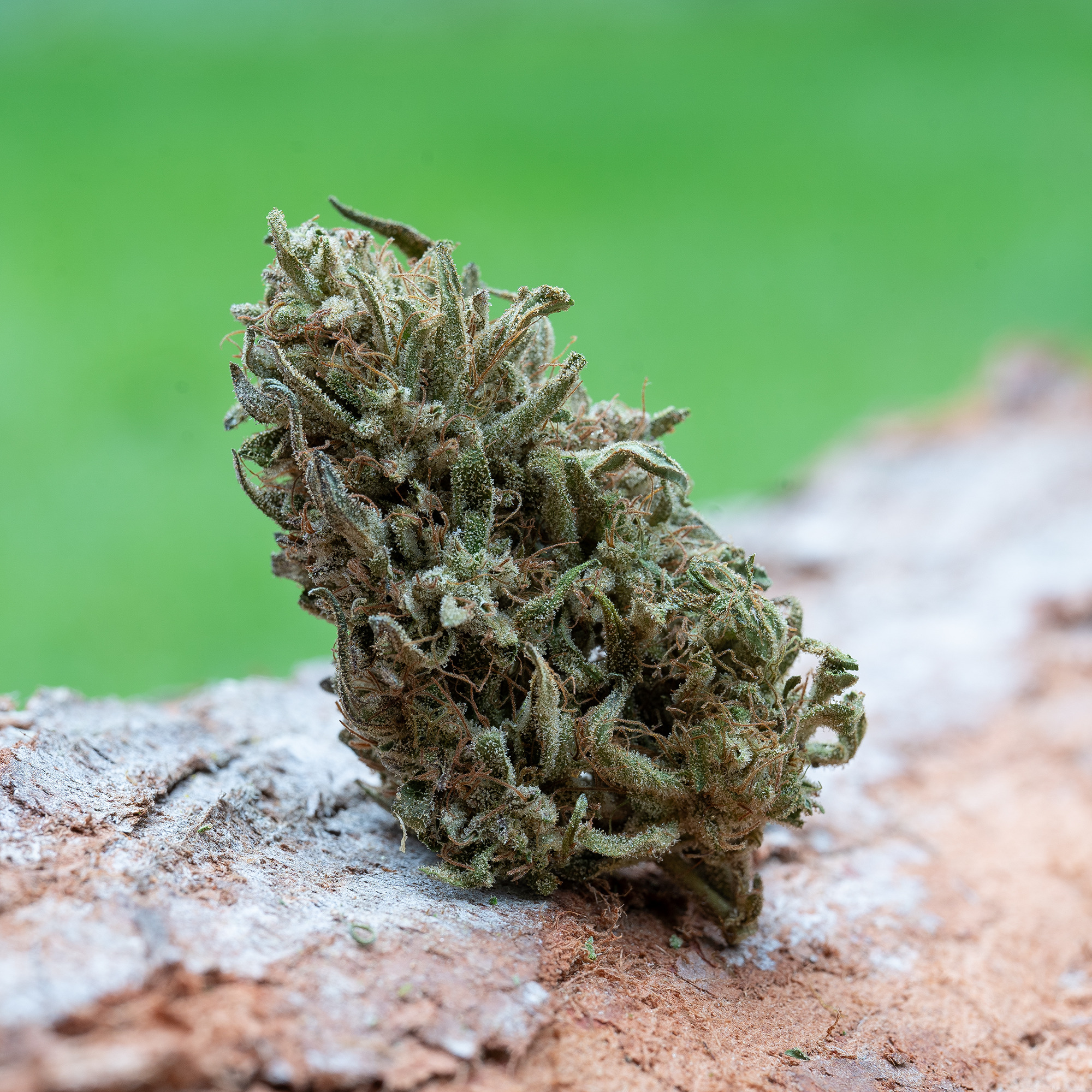 Farm Cut: V Kush