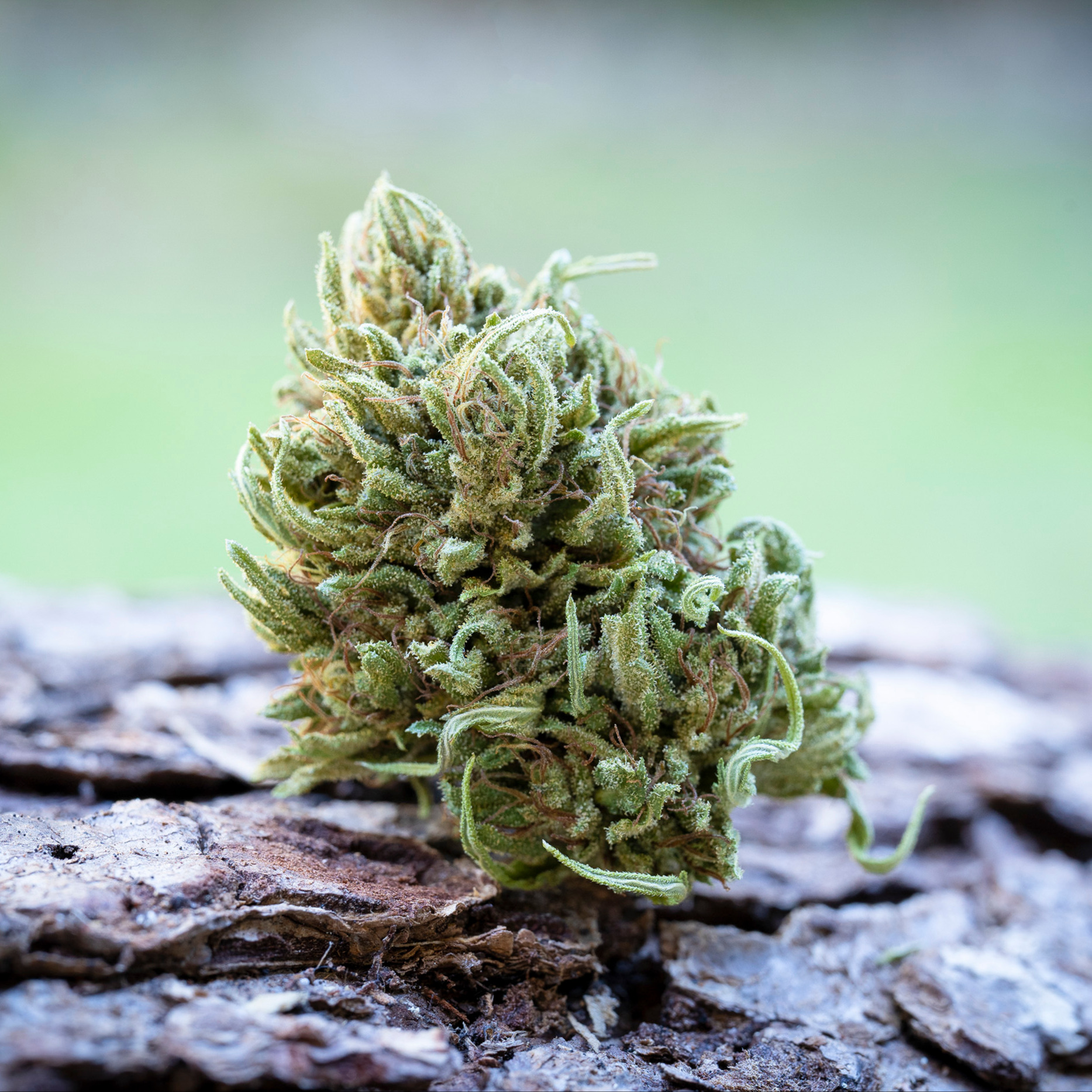 Farm Cut: Rich By Emerald Spirit Botanicals Farm Cut