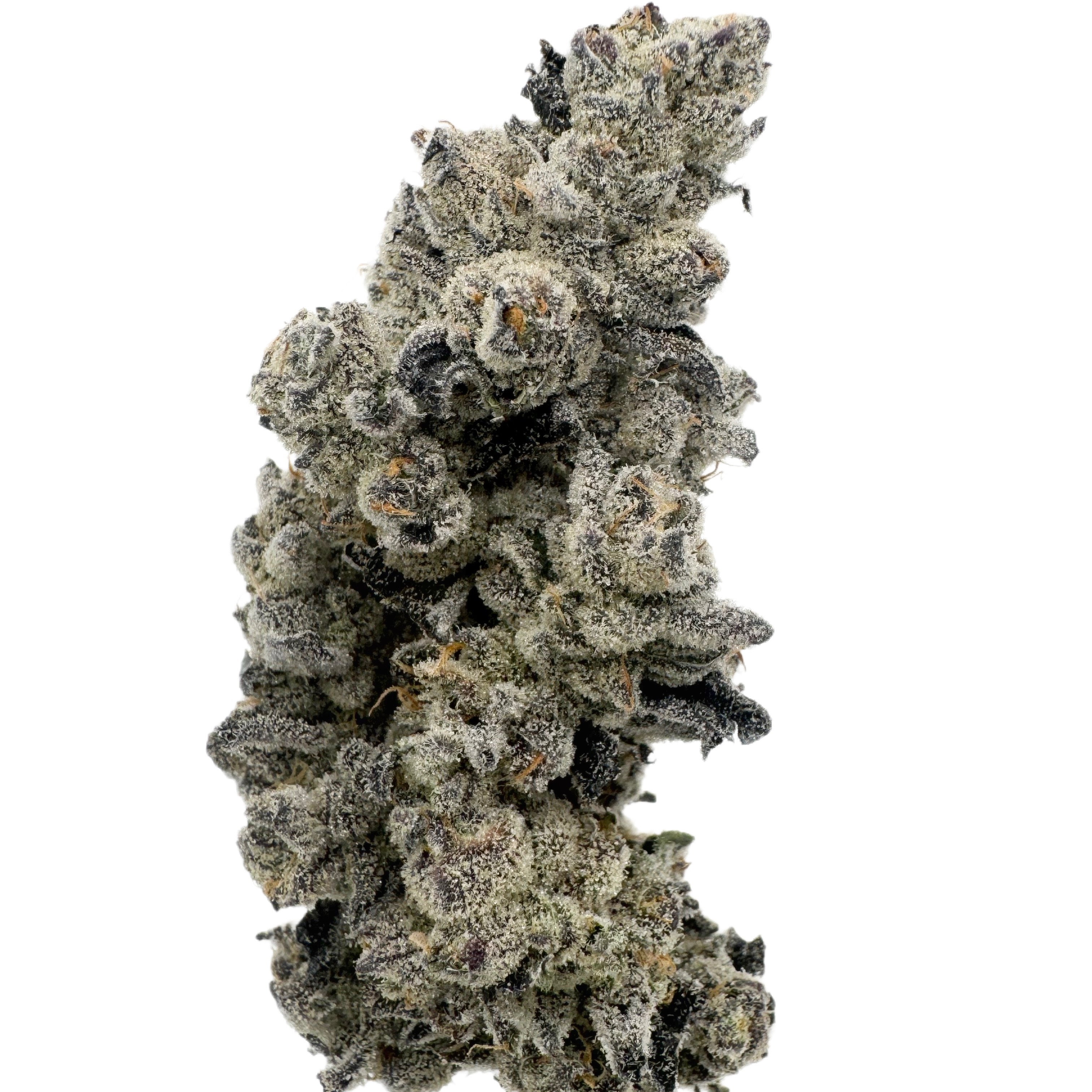 Urban Canna: Motor OG