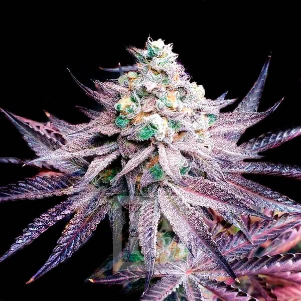 Gelato Seeds — White Truffle