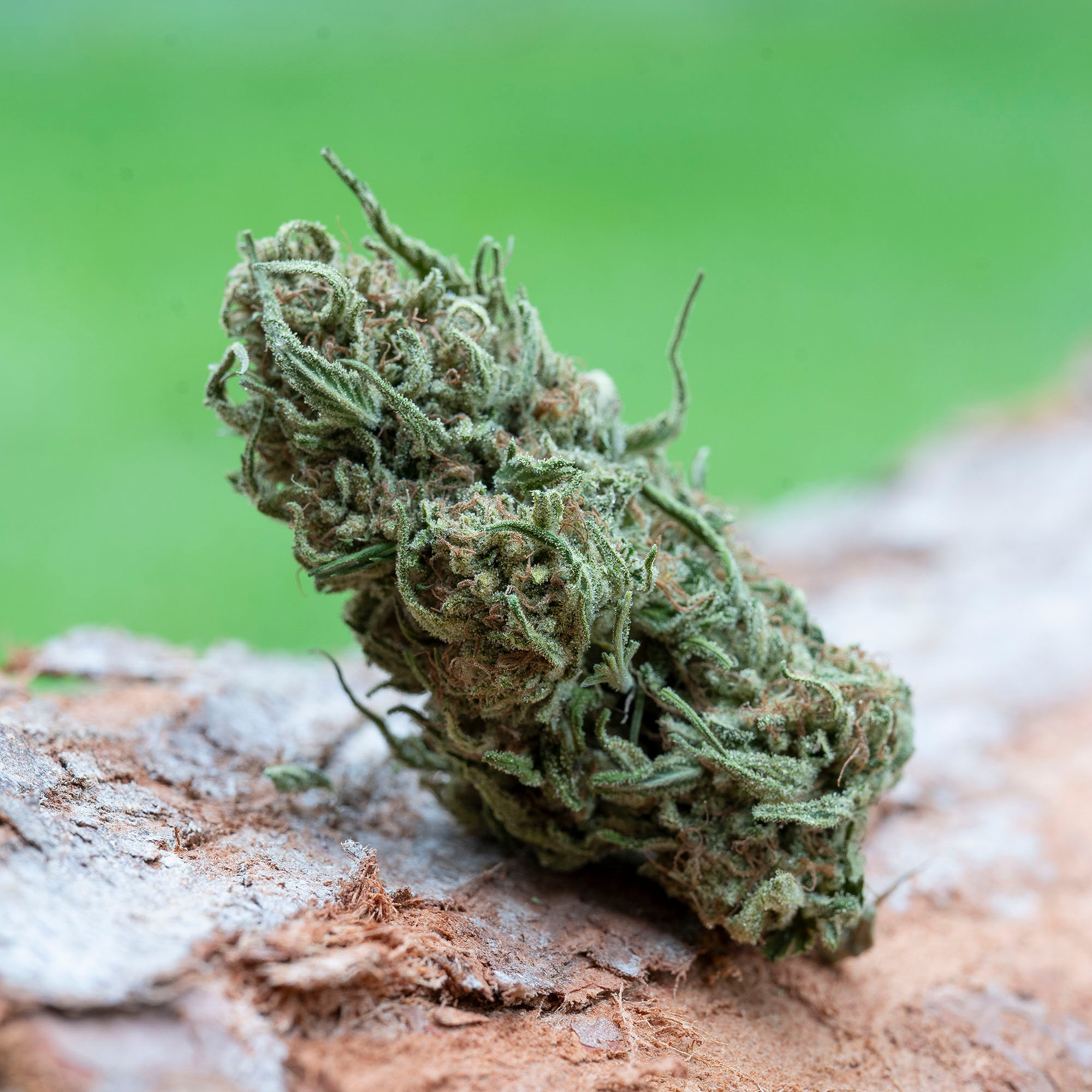 Farm Cut — Blueberry Skunk
