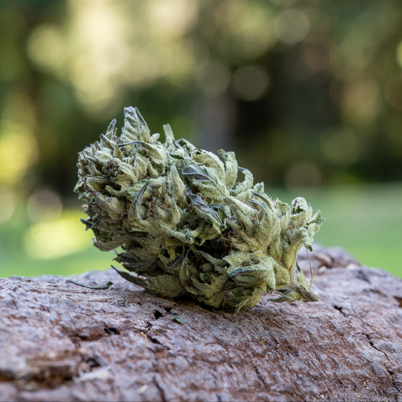 Farm Cut — Truffle