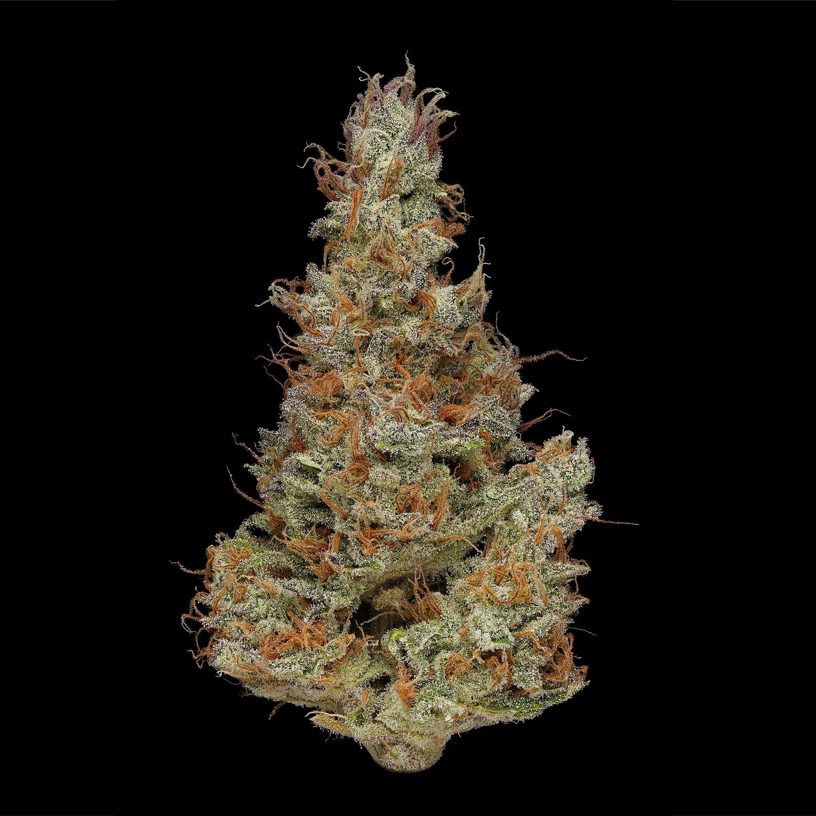 Plaid Jacket Melon Ball Leafly