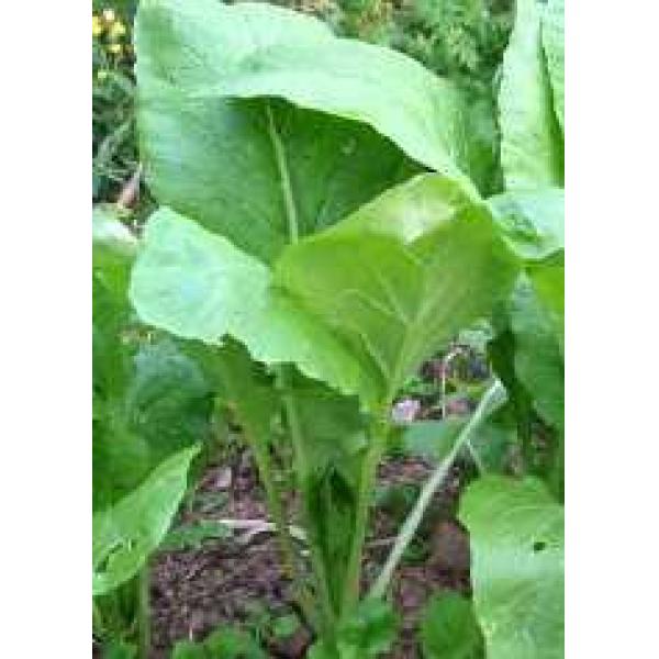 Komatsuna Japanese Green