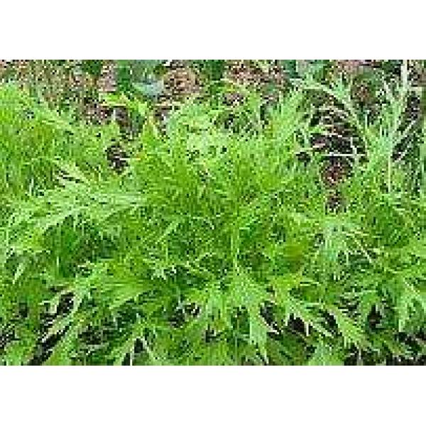 Mizuna Oriental Greens