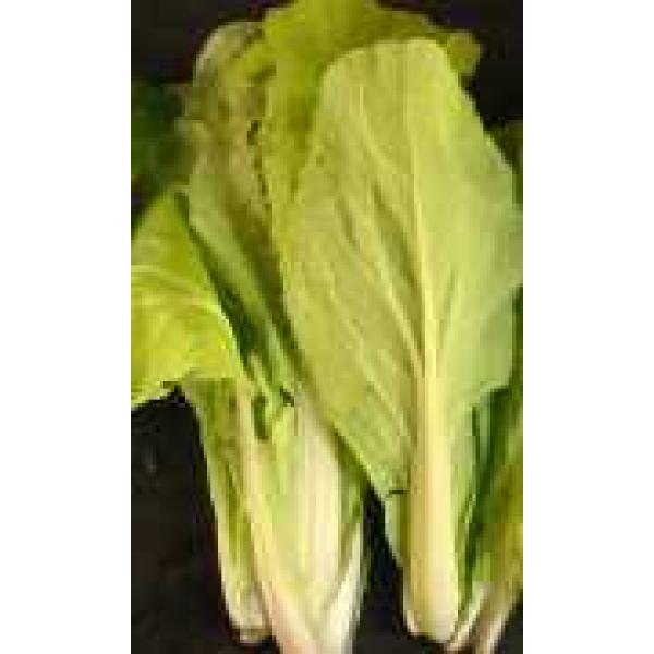 Santoh Round Leaved Yellow Pak Choi