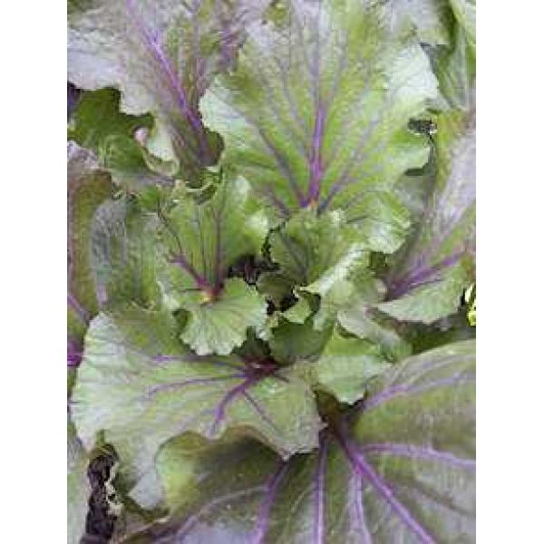 Vibrant Joy Pak Choi