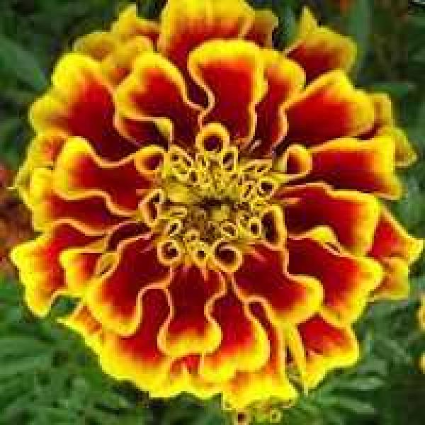 Bolero French Marigolds