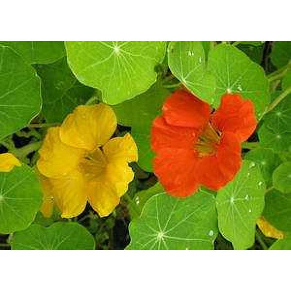 Salad Mix Nasturtium