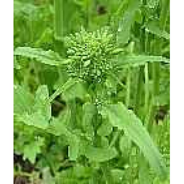 San Marzano Broccoli Raab/Turnip Broccoli