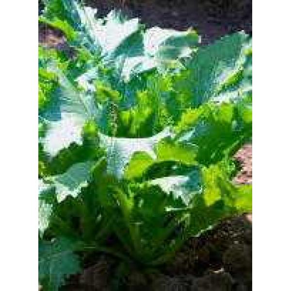 Nine Headed Bird Chinese Leaf Mustard