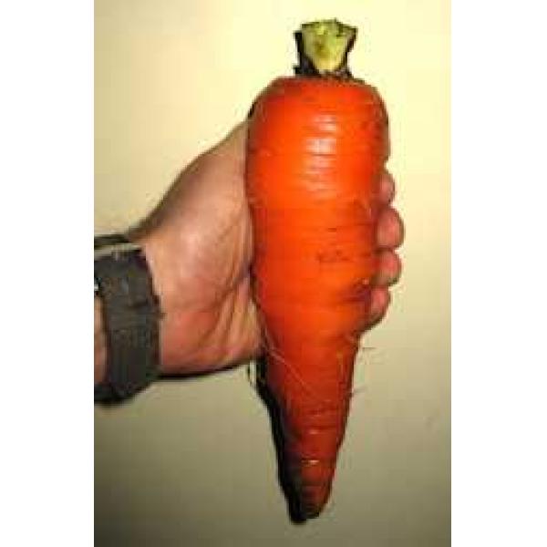 Giant Red Carrot