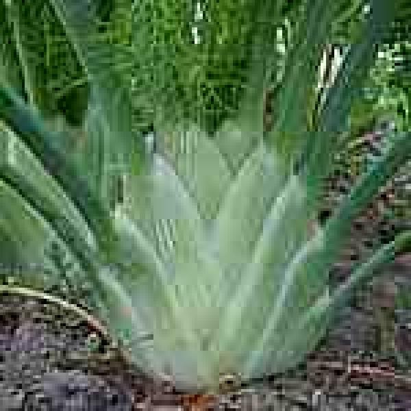 Colossale Fennel