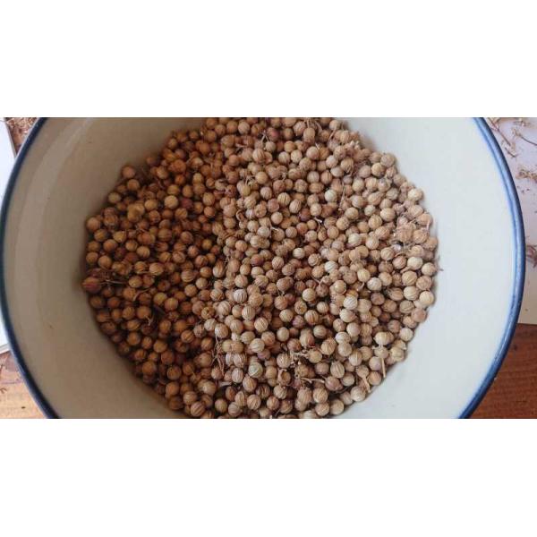 Coriander seeds
