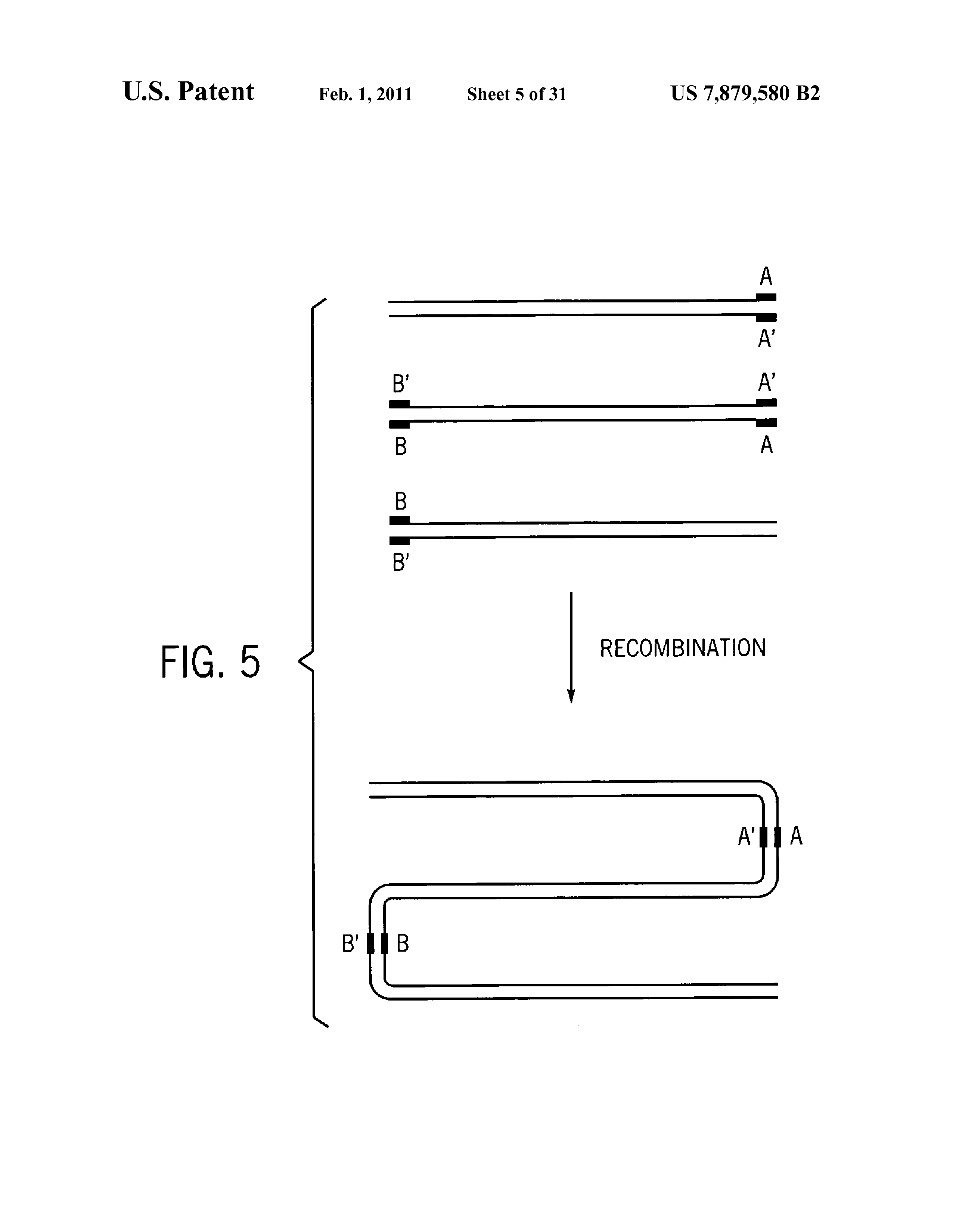 Us B2 Methods For High Fidelity Production Of Long Nucleic Acid Molecules Full Text