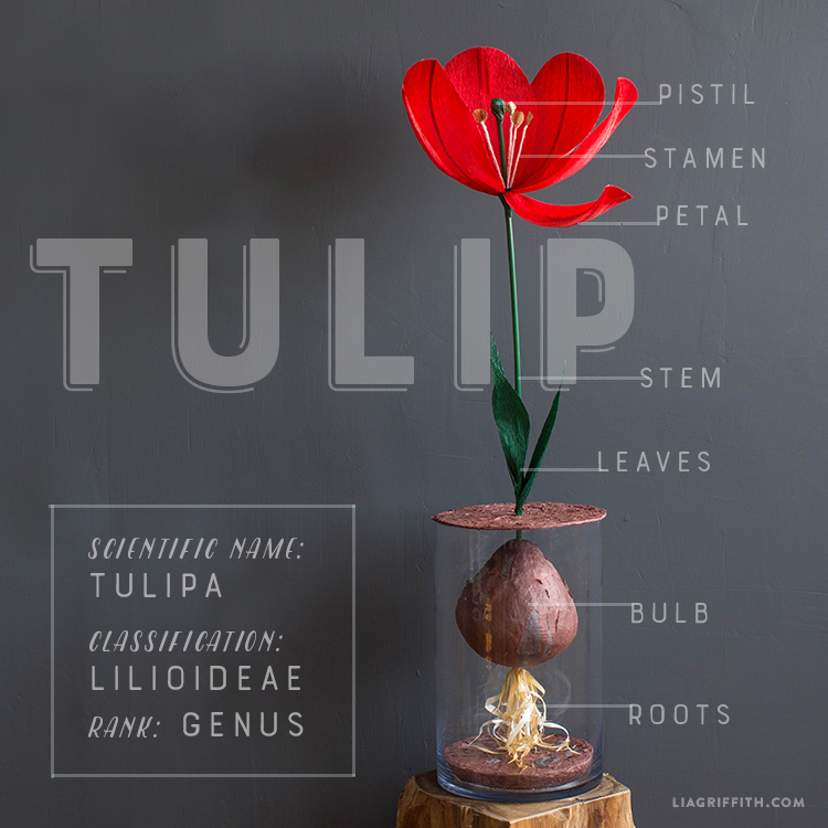 how to make a giant paper tulip paper flower scientific name