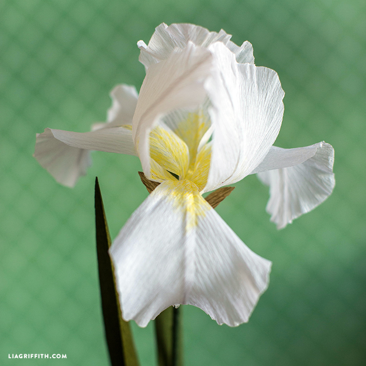 crepe paper iris flowers lia griffith paper iris flower