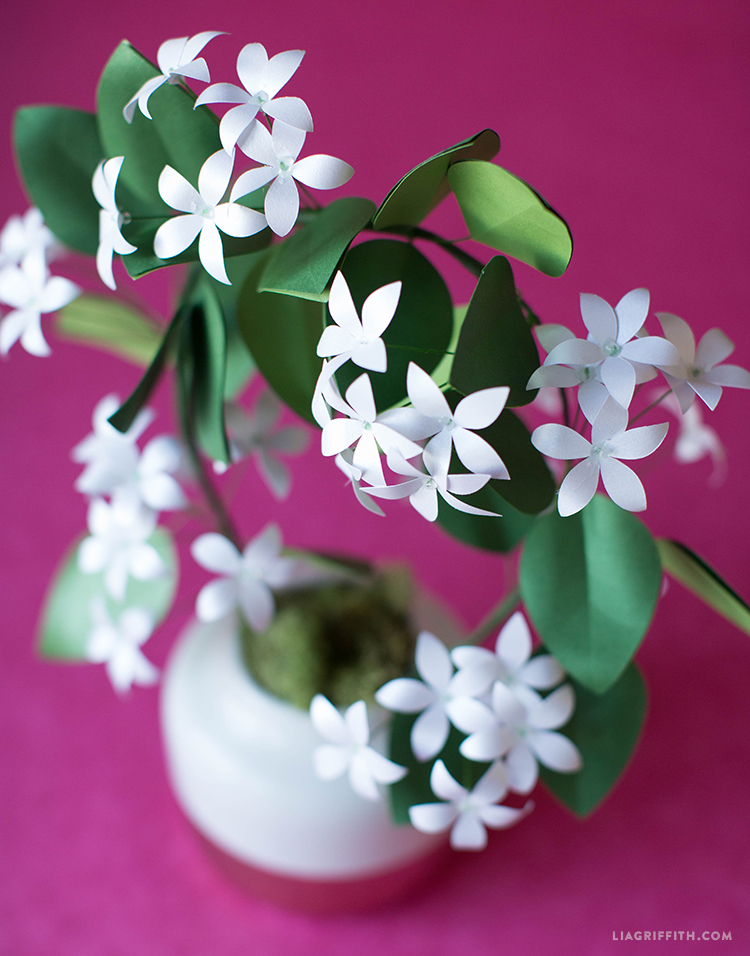 Potted Paper Jasmine Lia Griffith