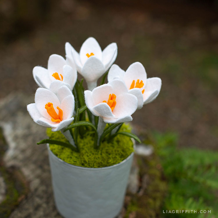 felt Crocus flowers in pot outside
