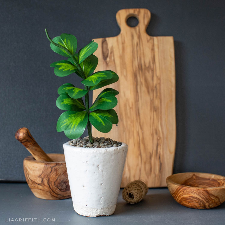 hoya kerrii plants are commonly given as gifts for valentine&