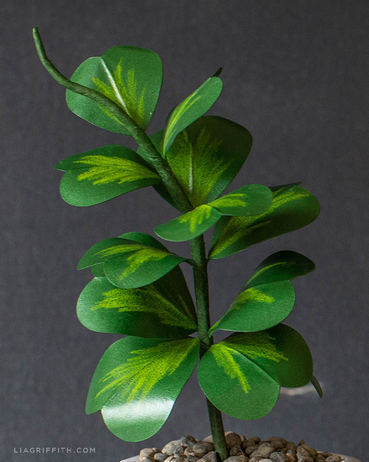 paper Hoya Kerrii plant