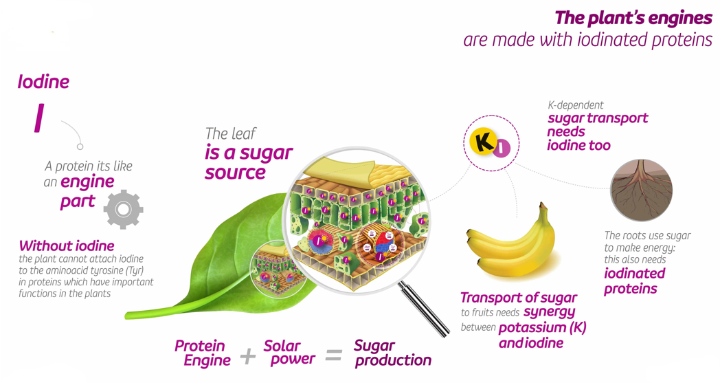 Ultrasol®ine K Plus potassium nitrate with iodine demonstrated the
