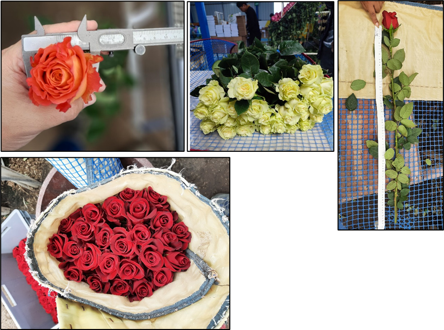 Exploring the benefit of iodine in 3 cultivars of long stem roses grown