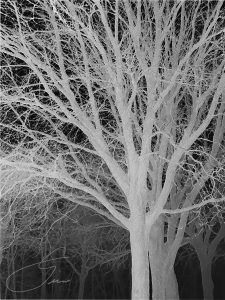 Ghost Trees by Lisa Drew
