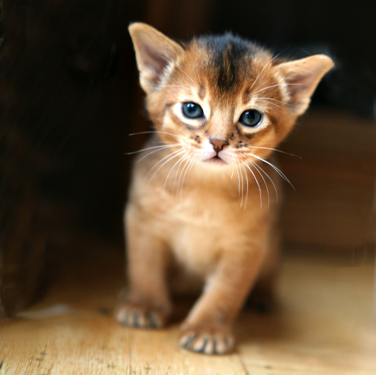 aby