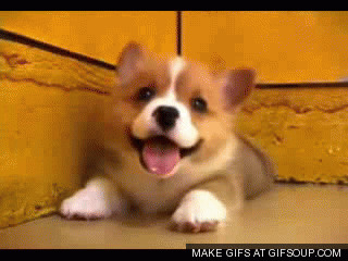 cute-puppy-o