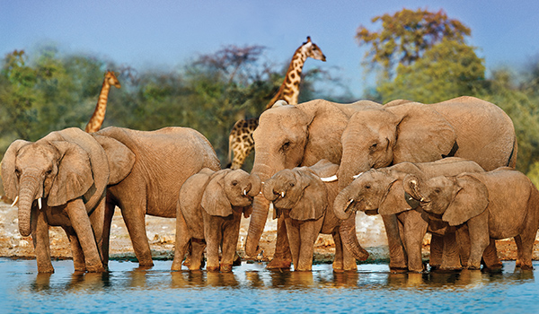 Africa