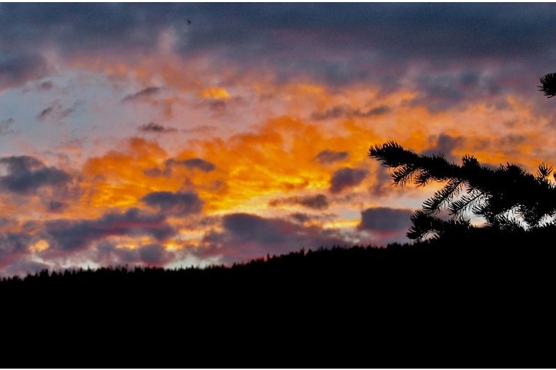 Transilience: Transgender, Nonbinary, and Two Spirit Artists