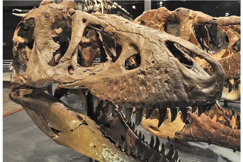 Presenting Prehistory Lecture Series: Dr. Mary Schweitzer