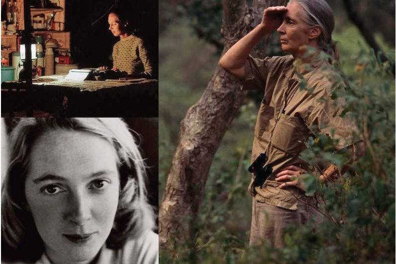 Exclusive Member-Only Exhibit Preview of Becoming Jane: The Evolution of Jane Goodall