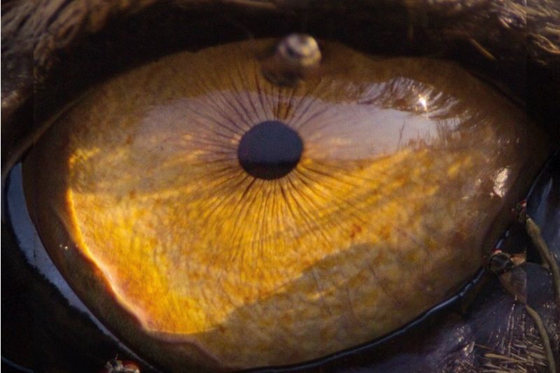 The Making of Life on Our Planet