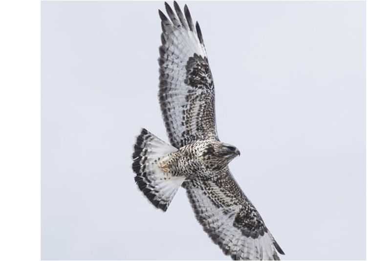 Winter Raptor Excursion