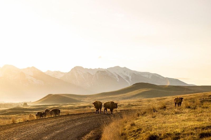 Exhibition: Beyond Bison by Tailyr Irvine