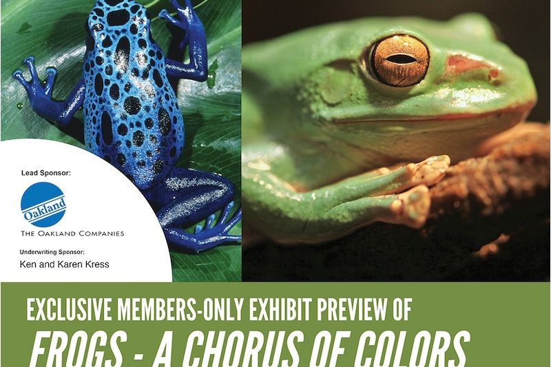 Exclusive Members-only Exhibit Preview: Frogs, A Chorus of Colors