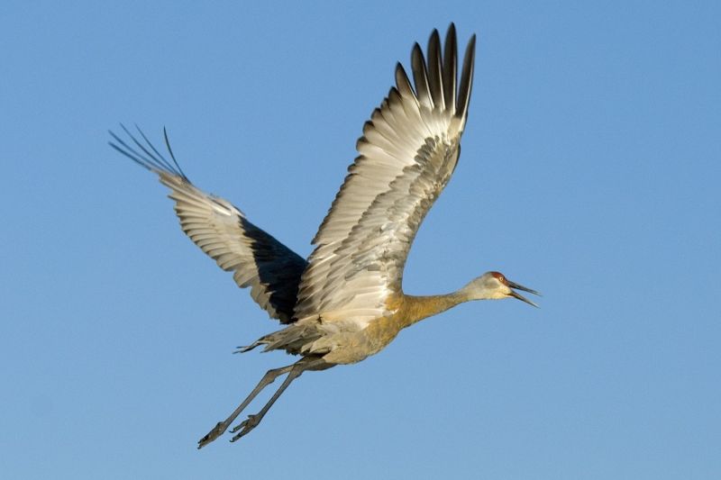 Sandhill Crane