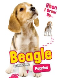 Beagle Puppies Beagle Puppies