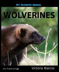 My Favorite Animal: Wolverines My Favorite Animal: Wolverines