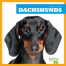 Dachshunds Dachshunds