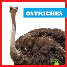 Ostriches Ostriches