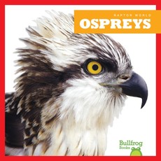 Ospreys Ospreys