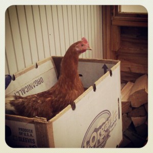 Chicken
